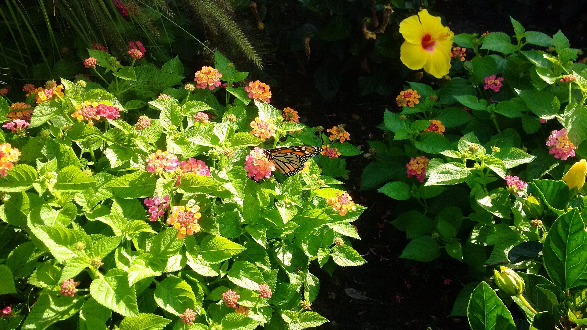 A butterfly on a flower in Battery Park, Manhattan (NYC)